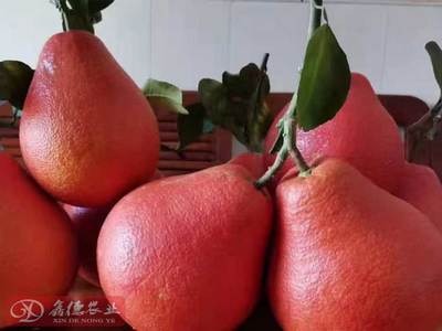 泰國(guó)紅寶石青柚 優(yōu)質(zhì)種苗與批發(fā)指南