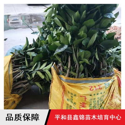 鑫錦純正蜜柚苗供應與批發指南 紅心柚、三紅蜜柚、黃金蜜柚樹苗選購全解析