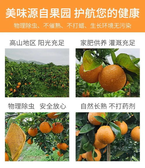 湖南秭歸夏橙與柚子，新鮮果香直送您家